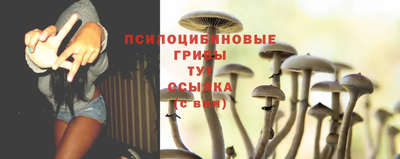 Галлюциногенные грибы Psilocybine cubensis  купить наркотик  Мезень 